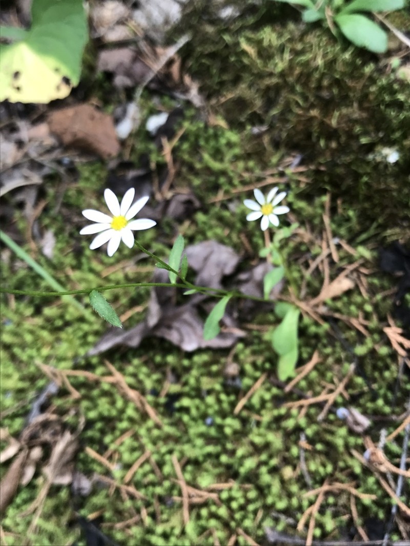 Entireleaf Western Daisy photo 2