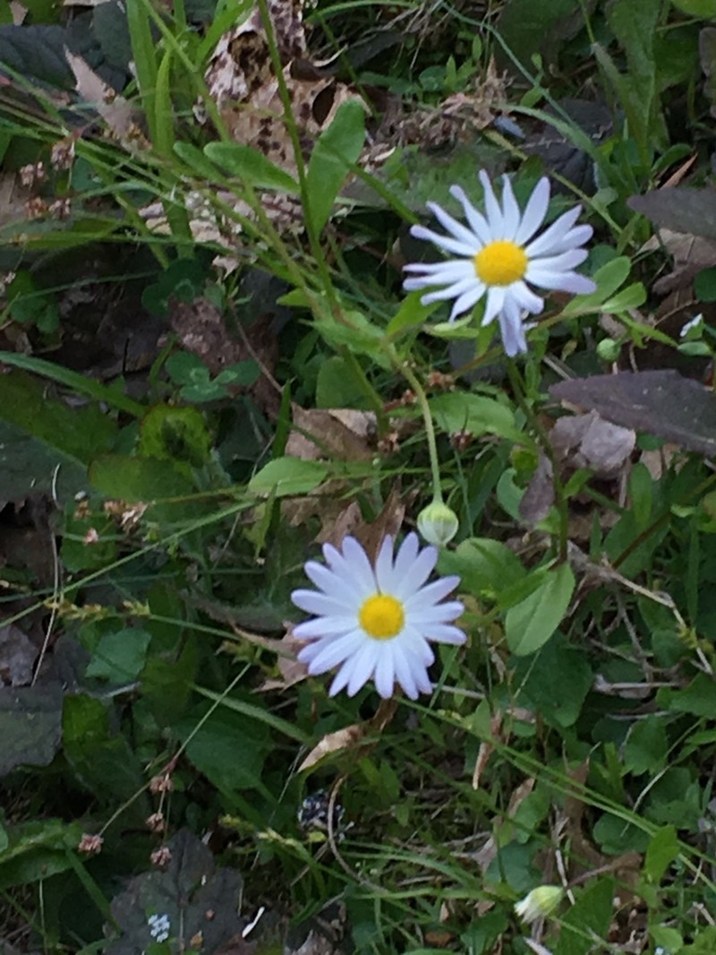 Entireleaf Western Daisy photo 3