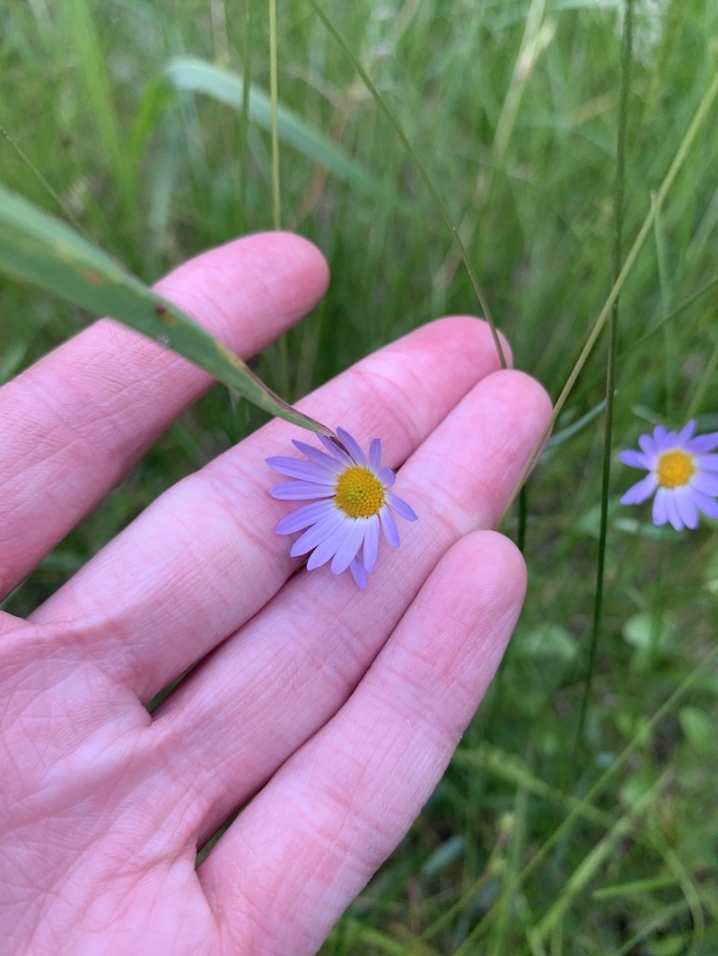 Entireleaf Western Daisy photo 4
