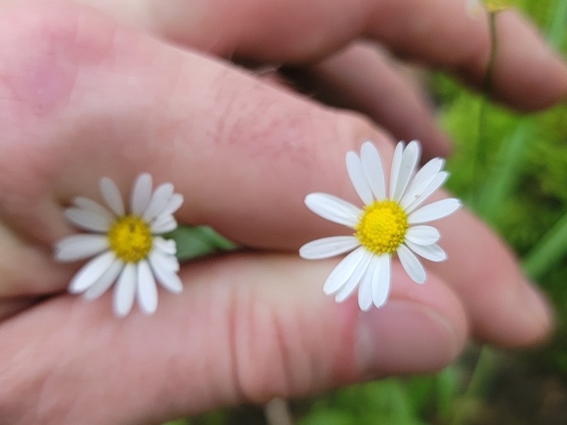Entireleaf Western Daisy photo 5