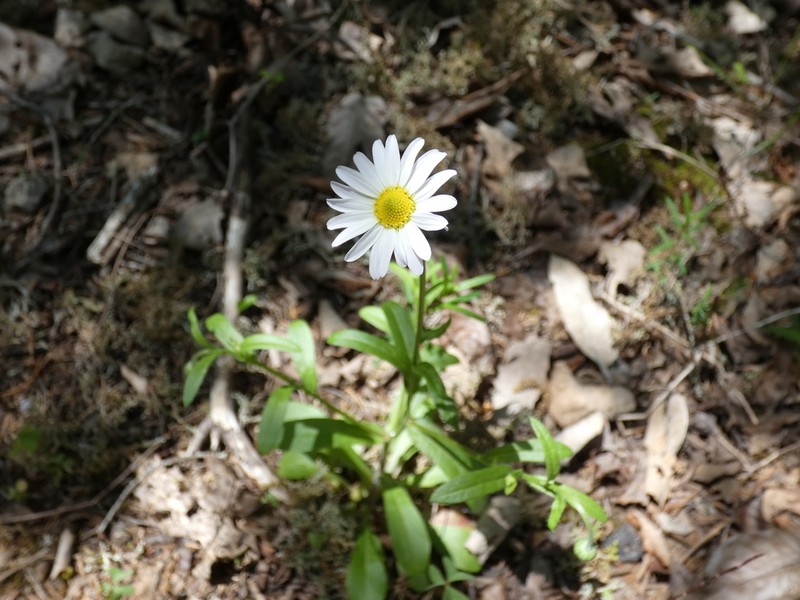 Entireleaf Western Daisy photo 6