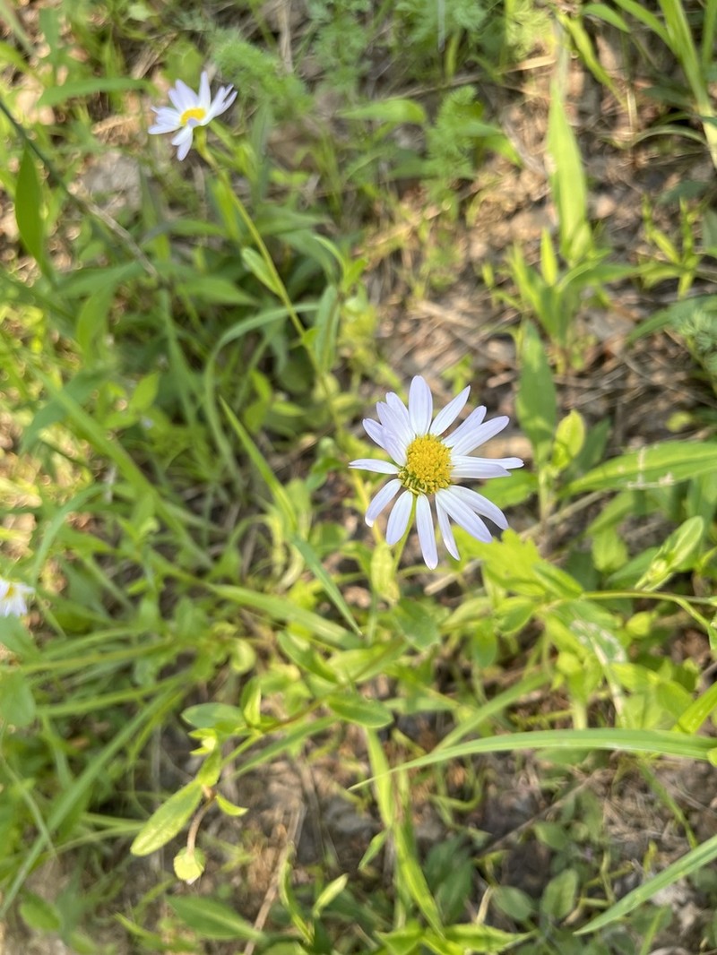 Entireleaf Western Daisy photo 7