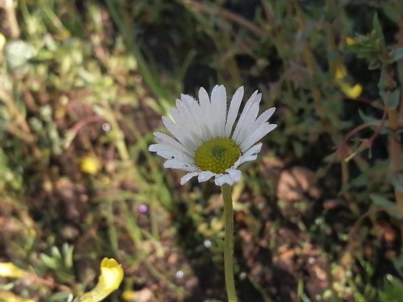 Astranthium orthopodum photo 8