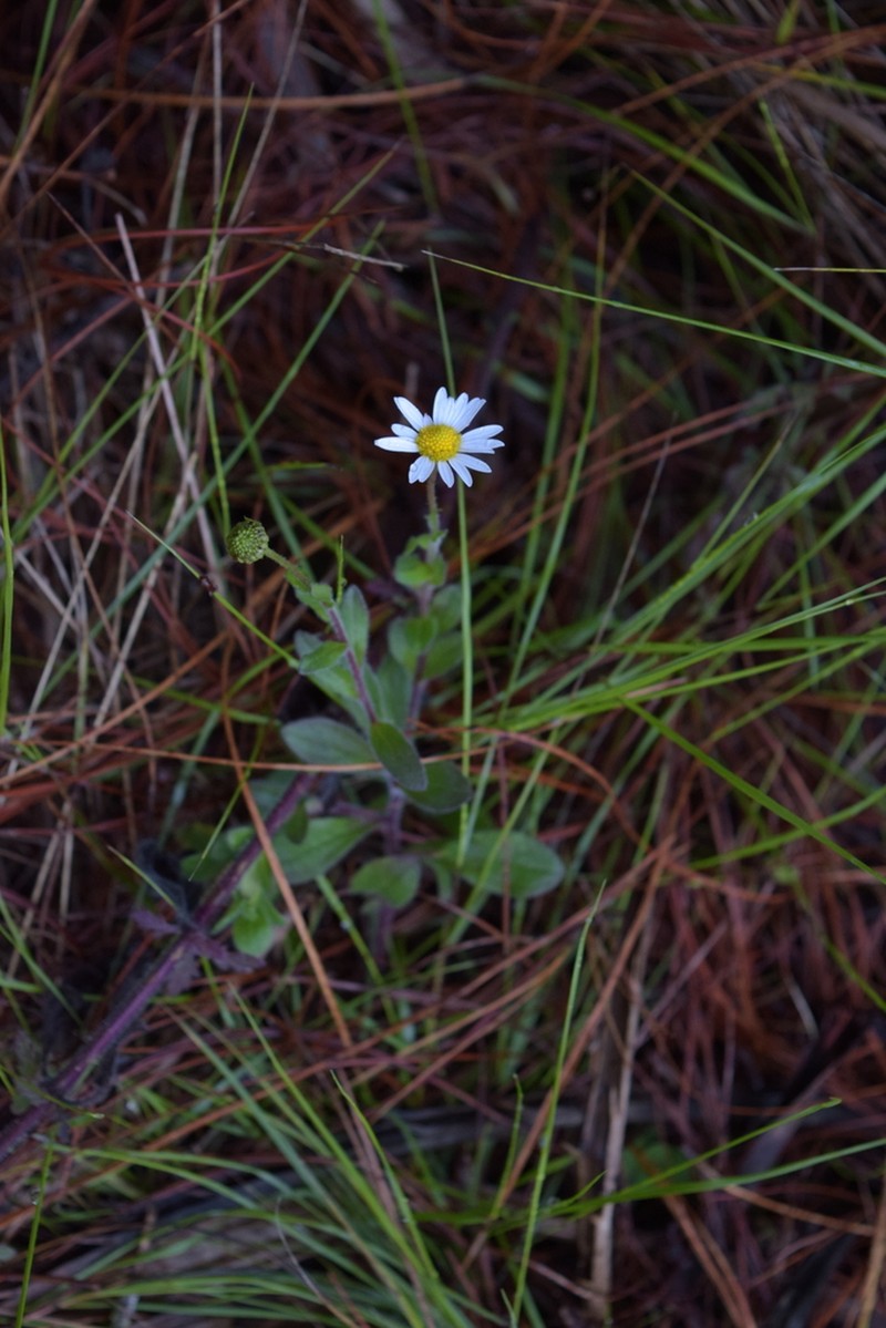 Astranthium purpurascens photo 2