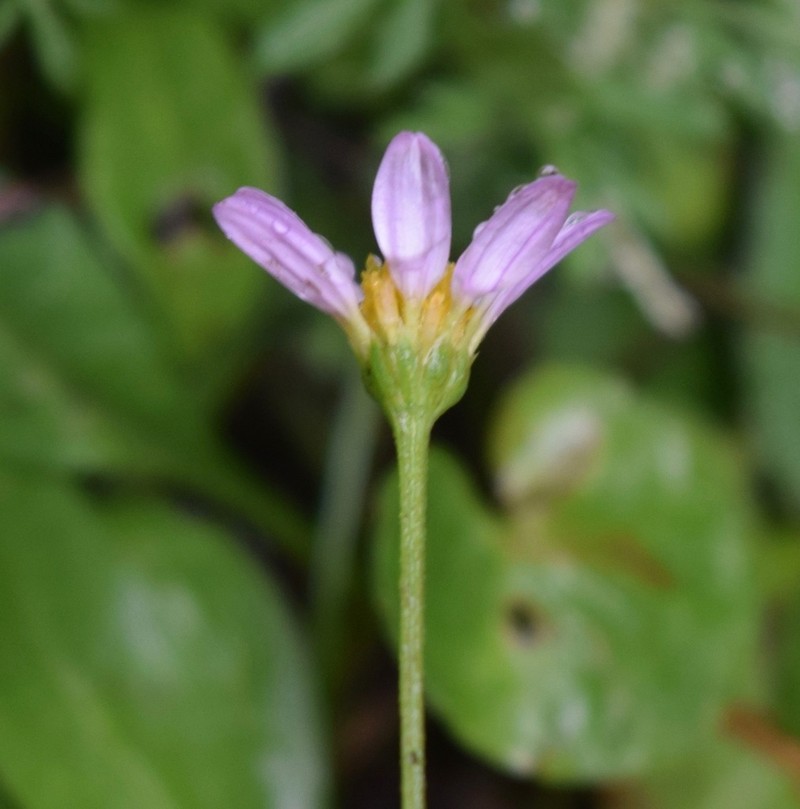 Astranthium purpurascens photo 5