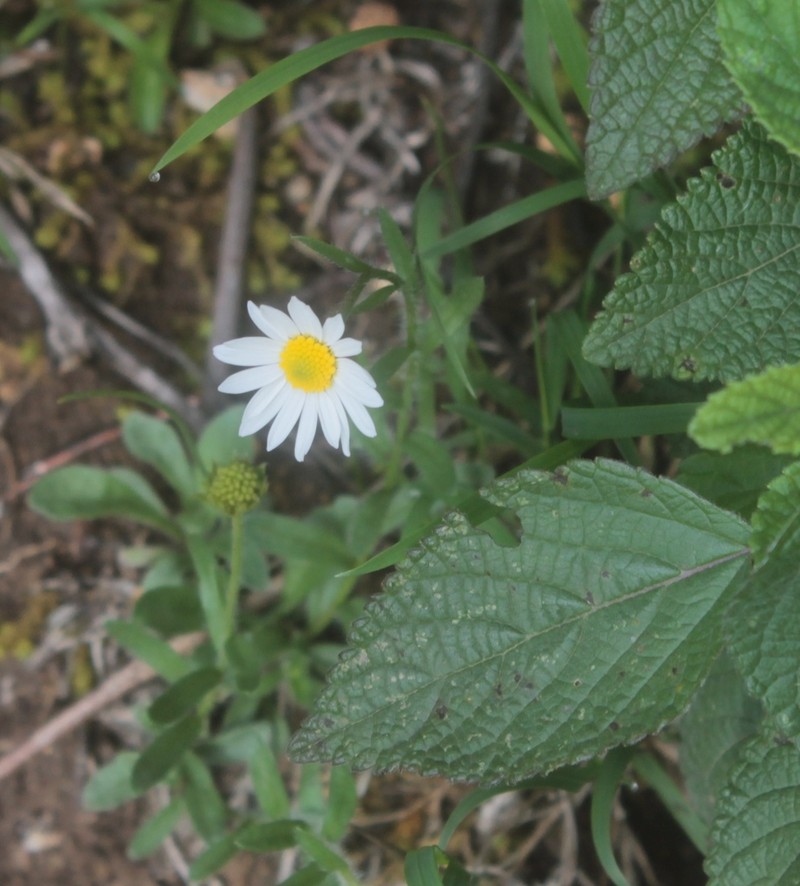 Astranthium purpurascens photo 6