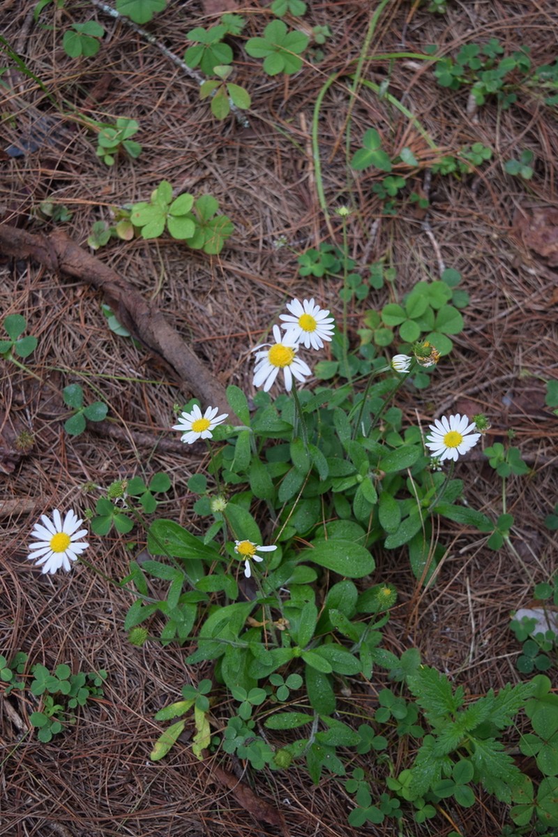 Astranthium purpurascens photo 7