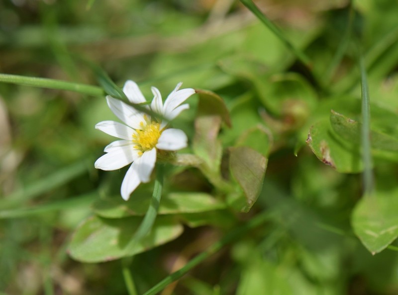 Astranthium xanthocomoides