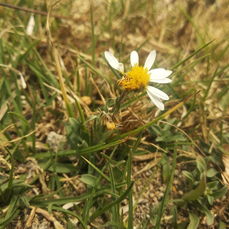 Astranthium xanthocomoides photo 2