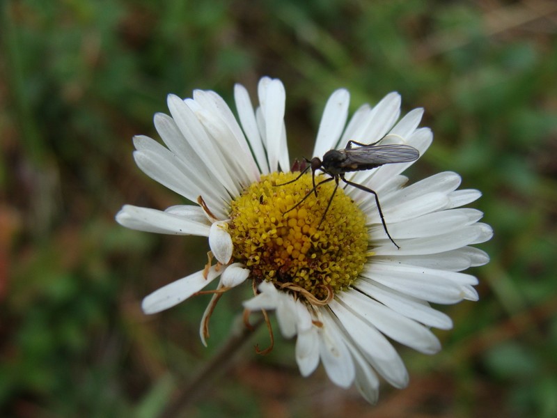 Astranthium xanthocomoides photo 3