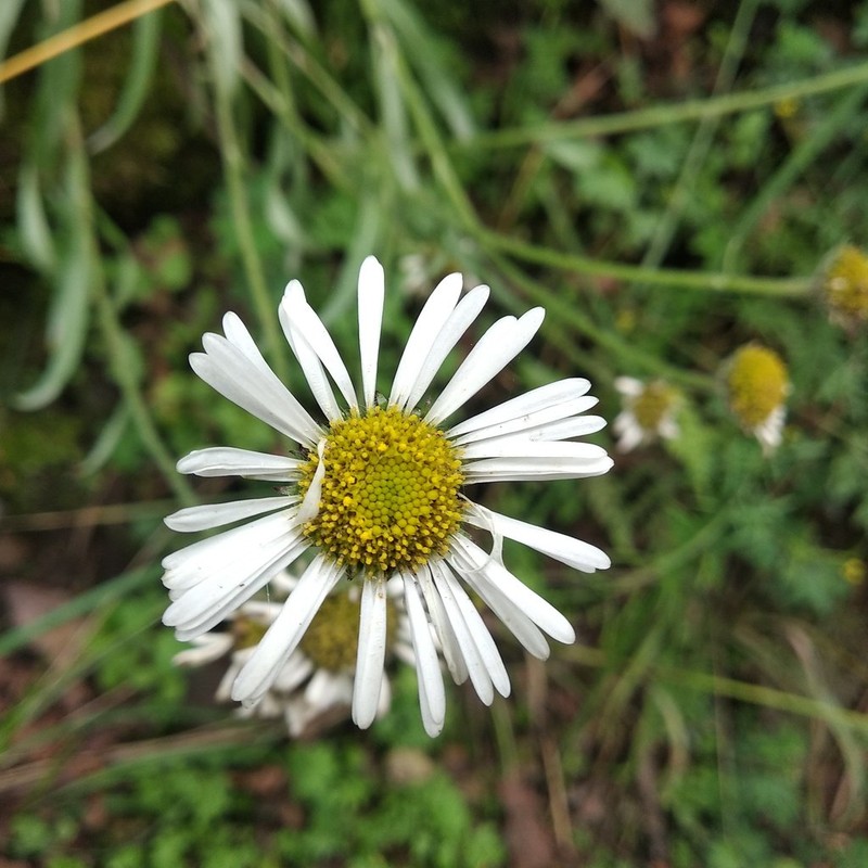 Astranthium xanthocomoides photo 4