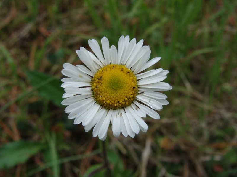 Astranthium xanthocomoides photo 5