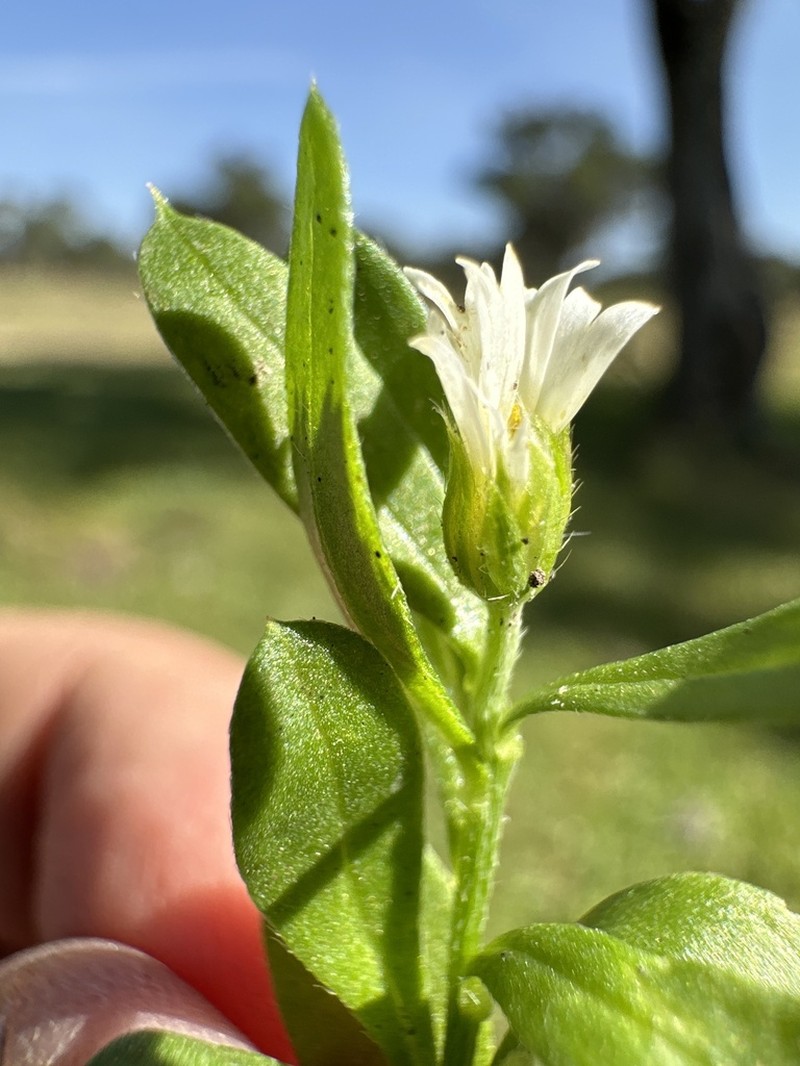 Astranthium xanthocomoides photo 6
