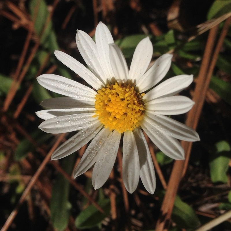 Astranthium xanthocomoides photo 7