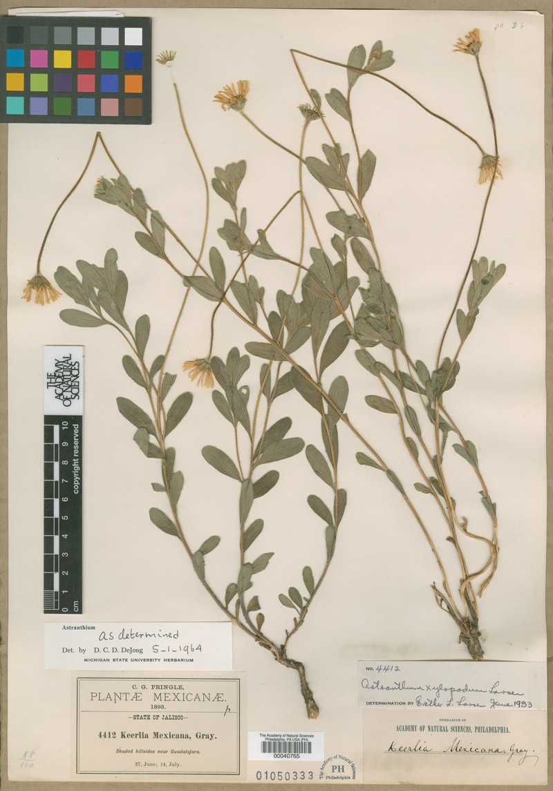 Astranthium xylopodum photo 5