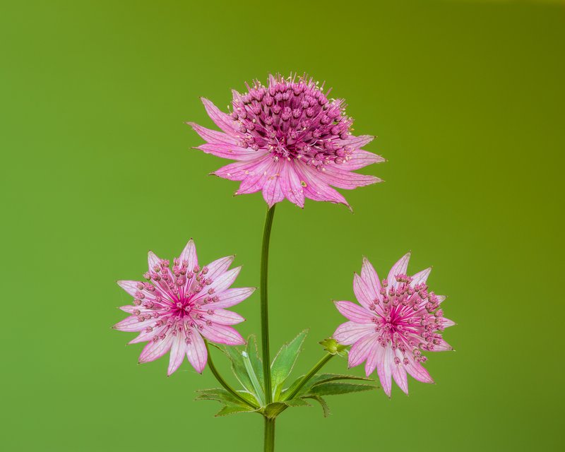 Greater Masterwort