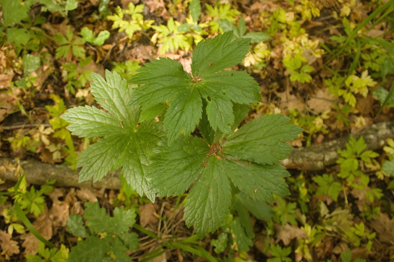 Astrantia major subsp. major