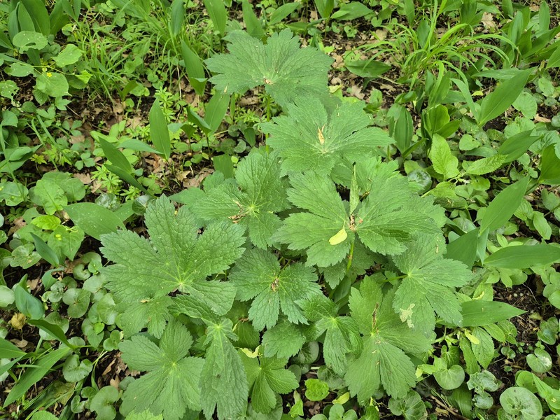 Astrantia major subsp. major photo 2