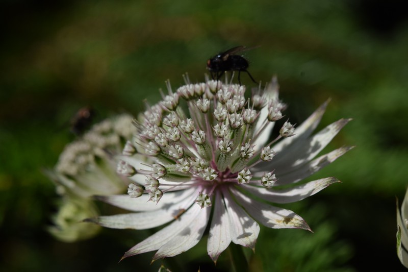 Astrantia major subsp. major photo 3