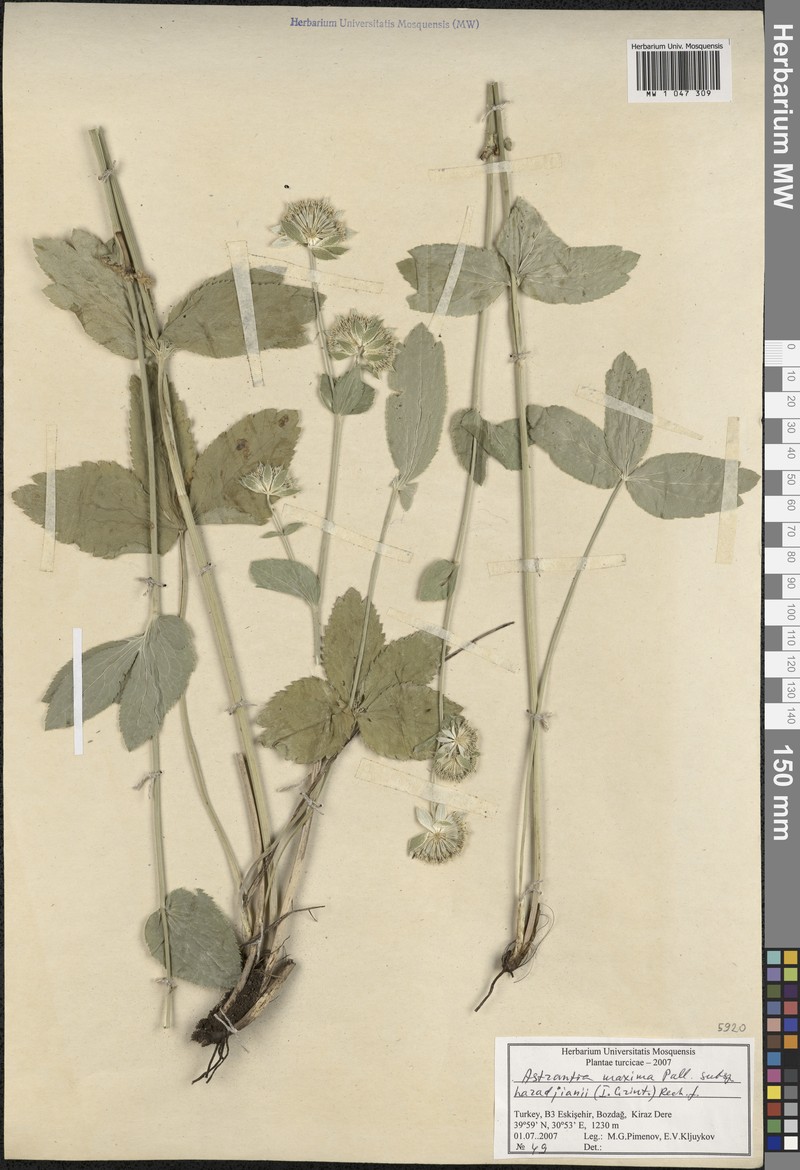 Astrantia maxima subsp. haradjianii