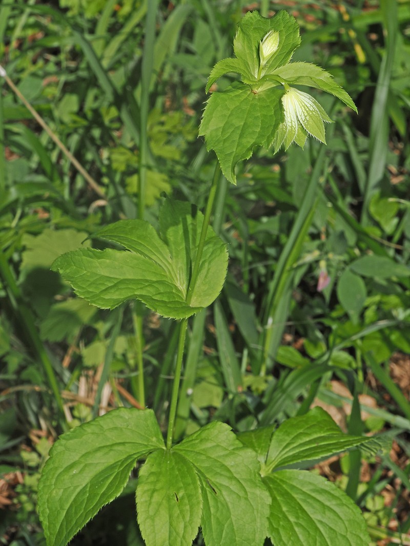 Astrantia maxima subsp. maxima