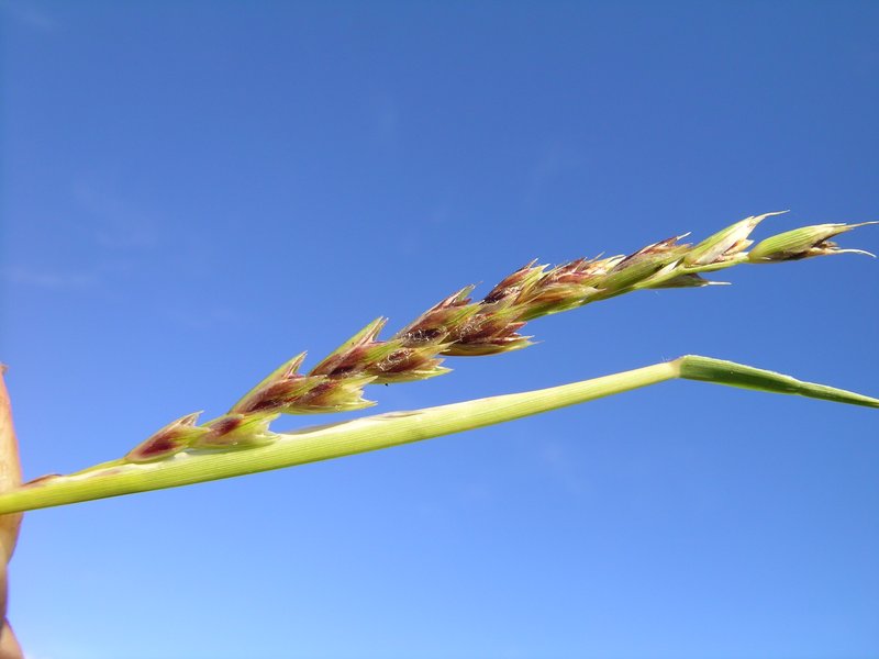 Curly Mitchell Grass