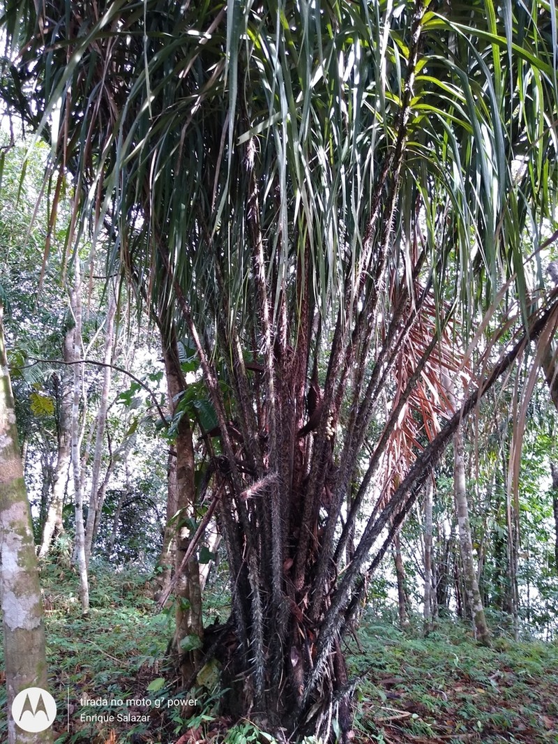 Astrocaryum acaule