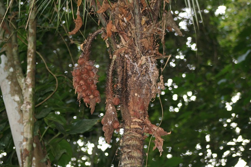 Astrocaryum aculeatissimum