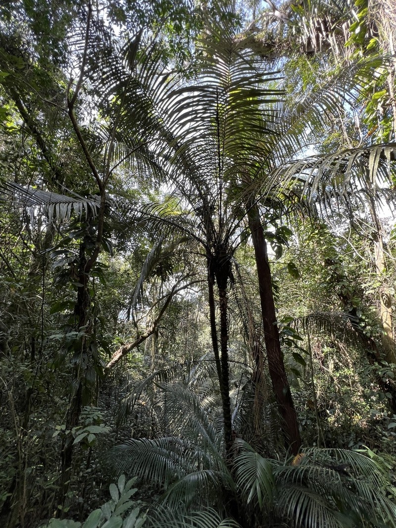 Astrocaryum aculeatissimum photo 4
