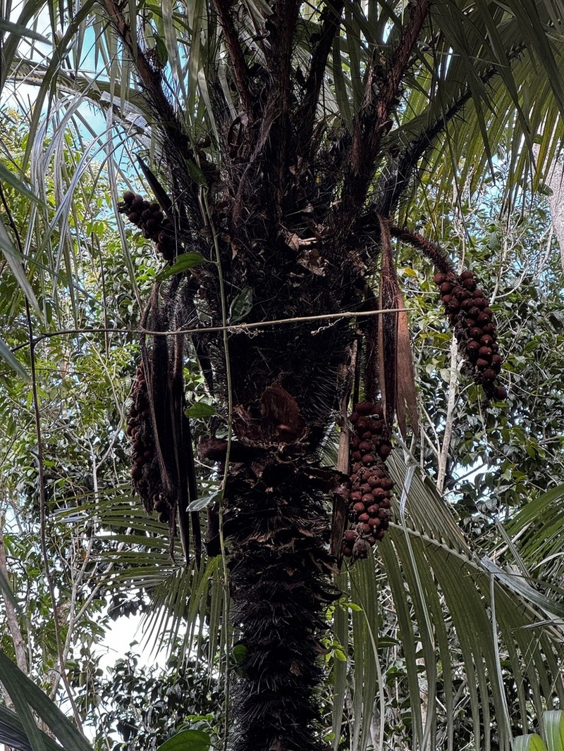 Astrocaryum aculeatissimum photo 5