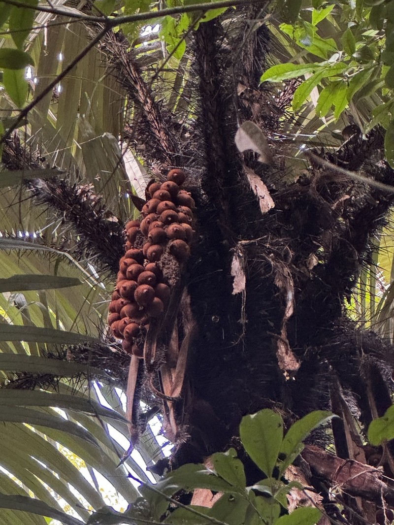 Astrocaryum aculeatissimum photo 6