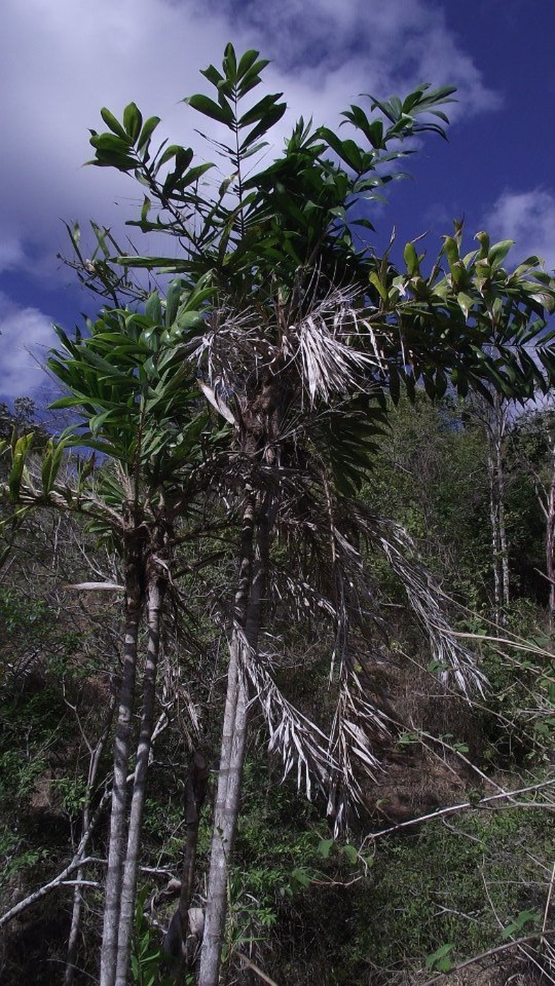 Astrocaryum aculeatissimum photo 7