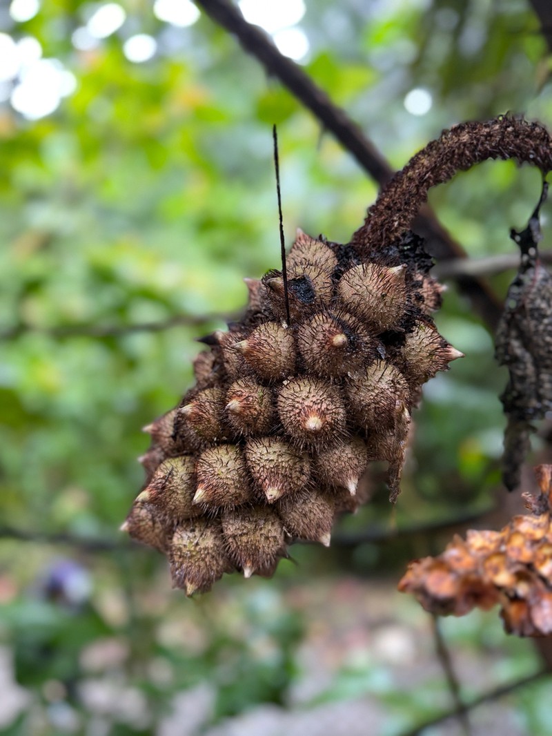 Astrocaryum alatum photo 3