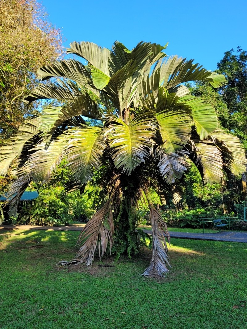 Astrocaryum alatum photo 4