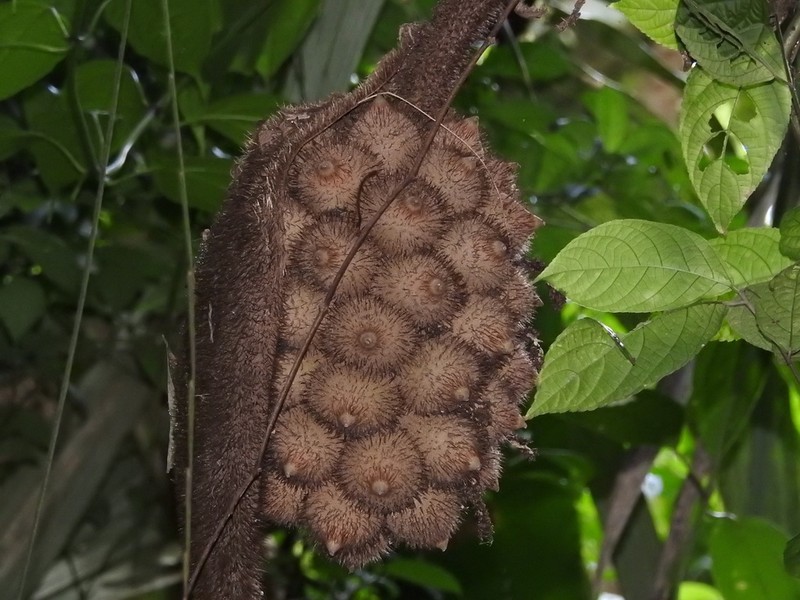 Astrocaryum alatum photo 5