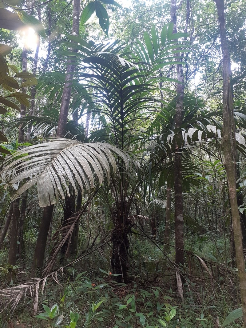 Astrocaryum alatum photo 6