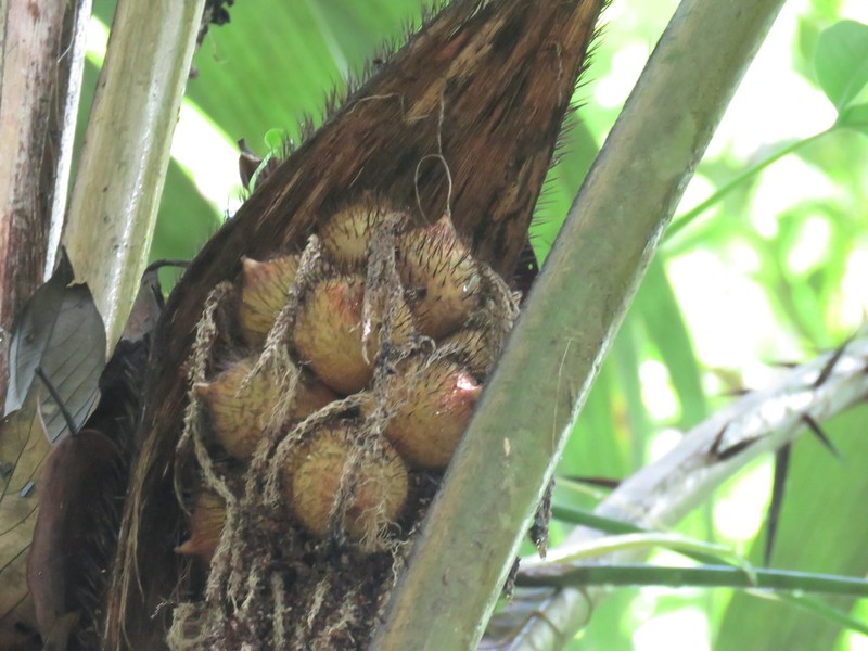 Astrocaryum alatum photo 7