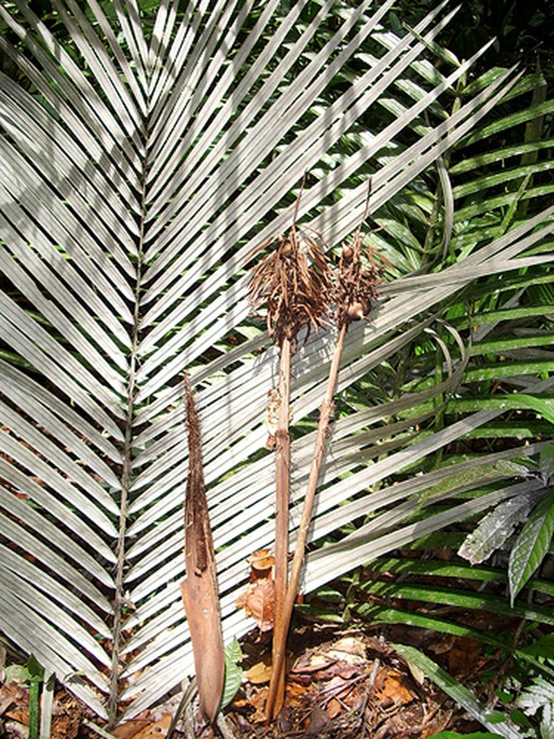 Astrocaryum ciliatum