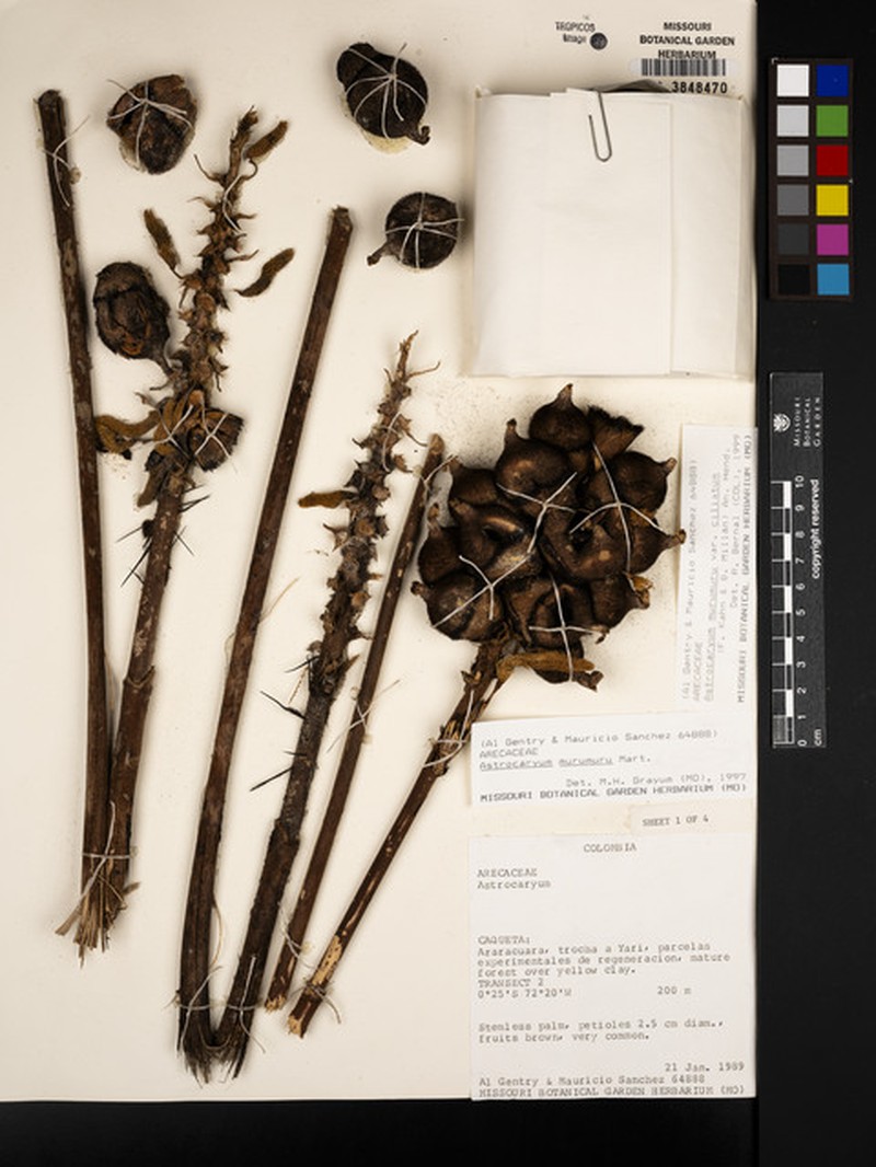 Astrocaryum ciliatum photo 2