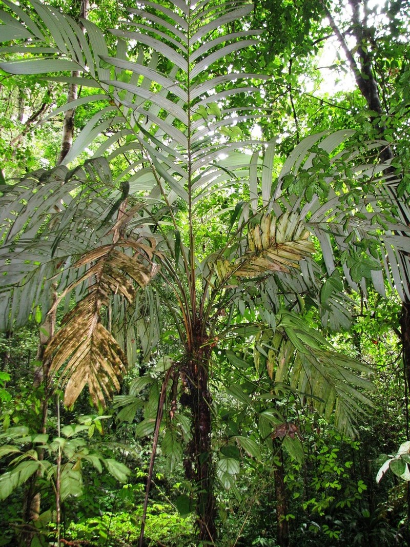Astrocaryum confertum