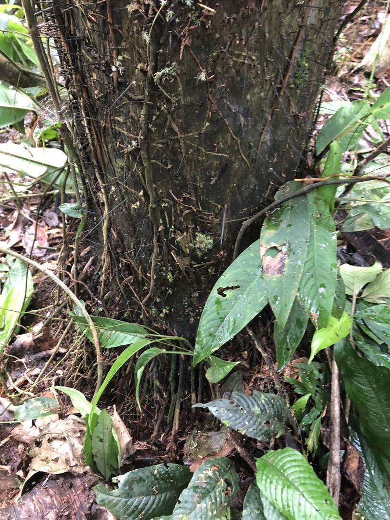 Astrocaryum confertum photo 2