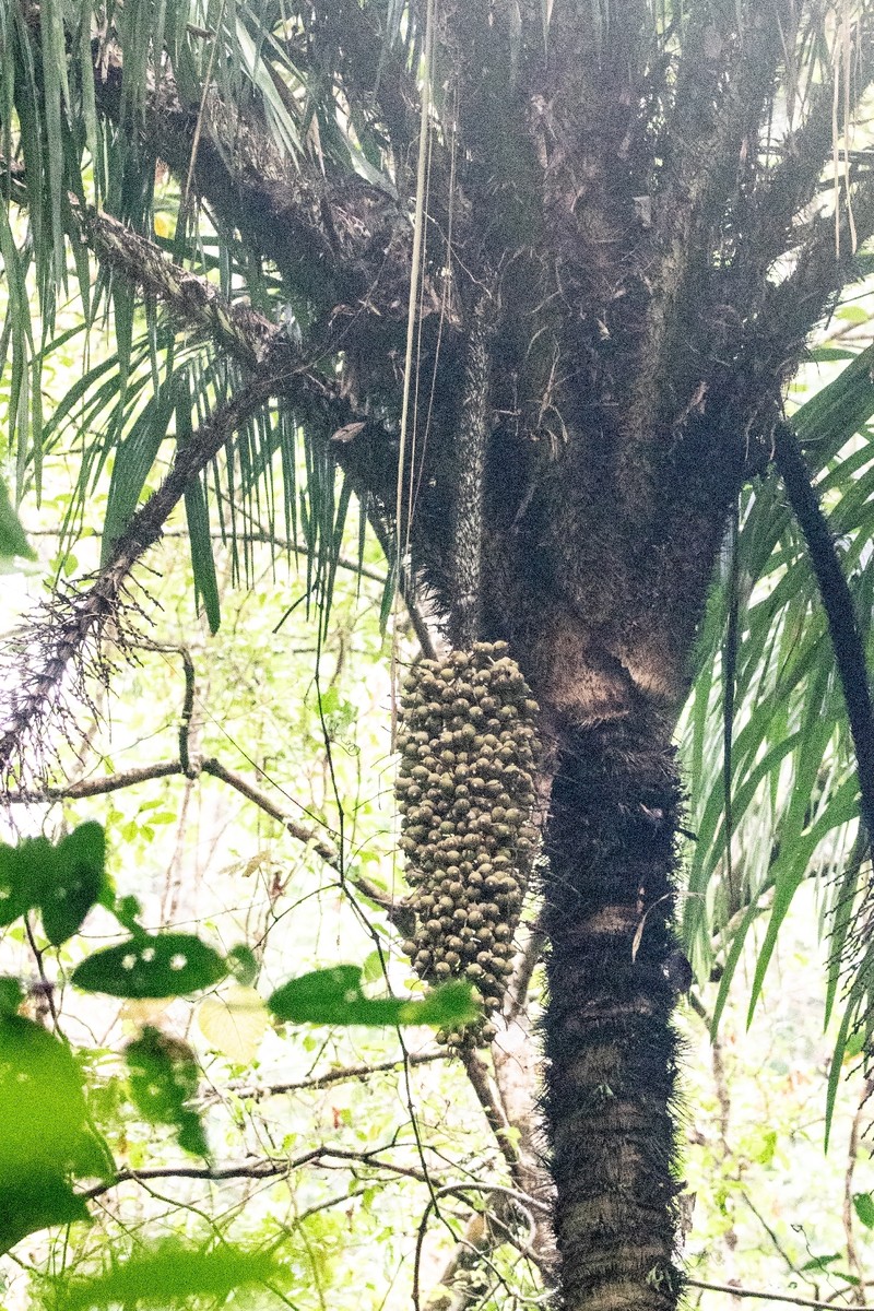 Astrocaryum confertum photo 3