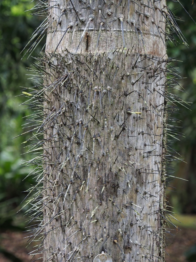 Astrocaryum confertum photo 4