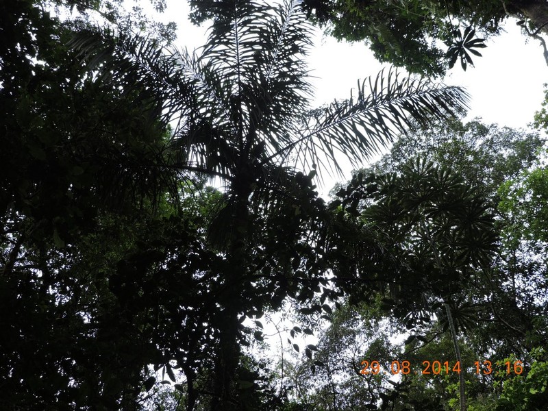 Astrocaryum confertum photo 5