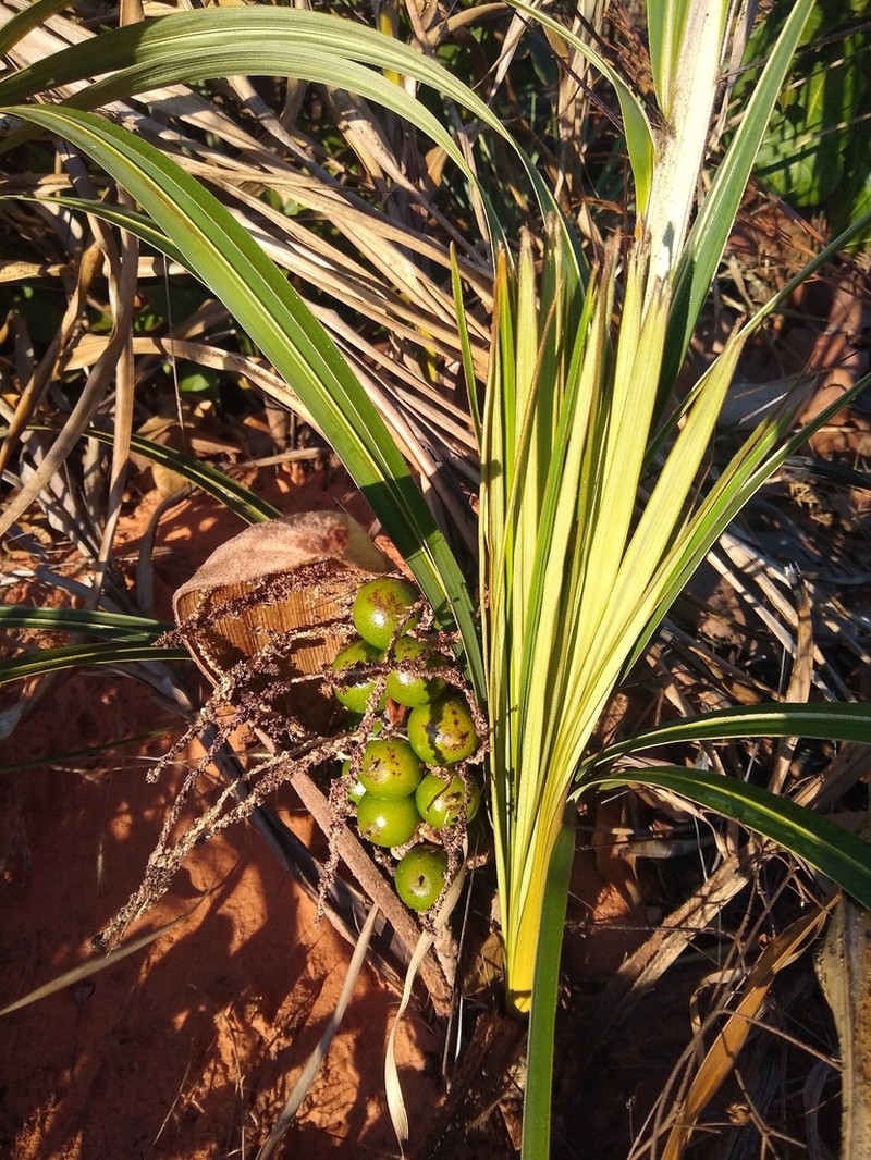 Astrocaryum echinatum photo 2