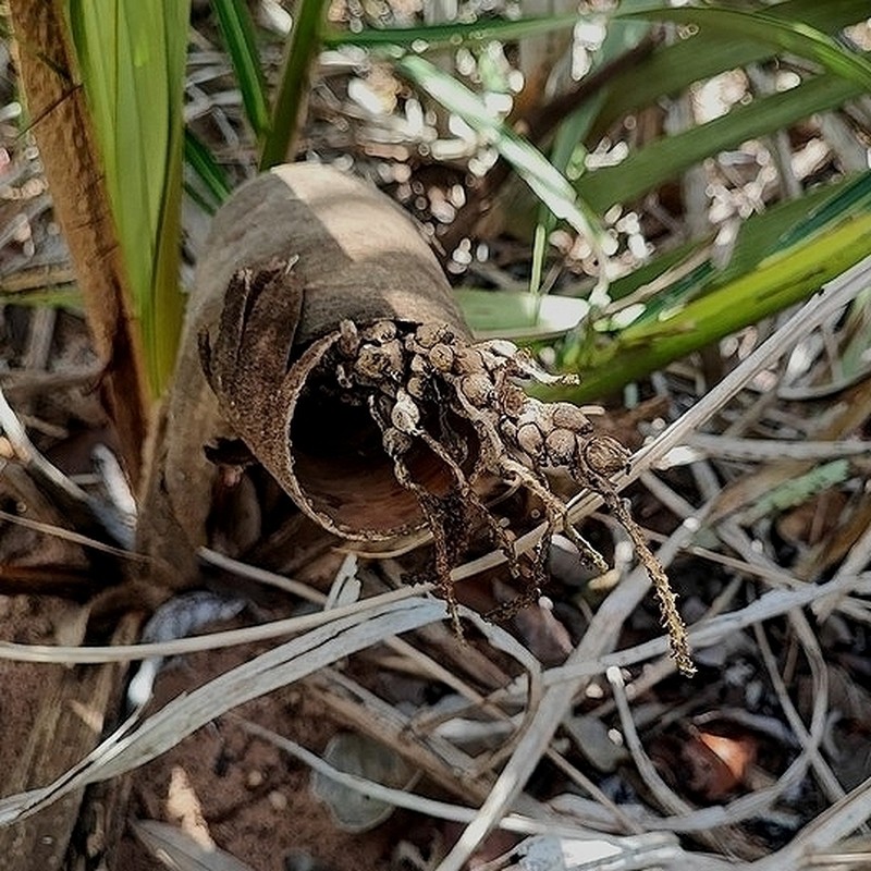 Astrocaryum echinatum photo 3