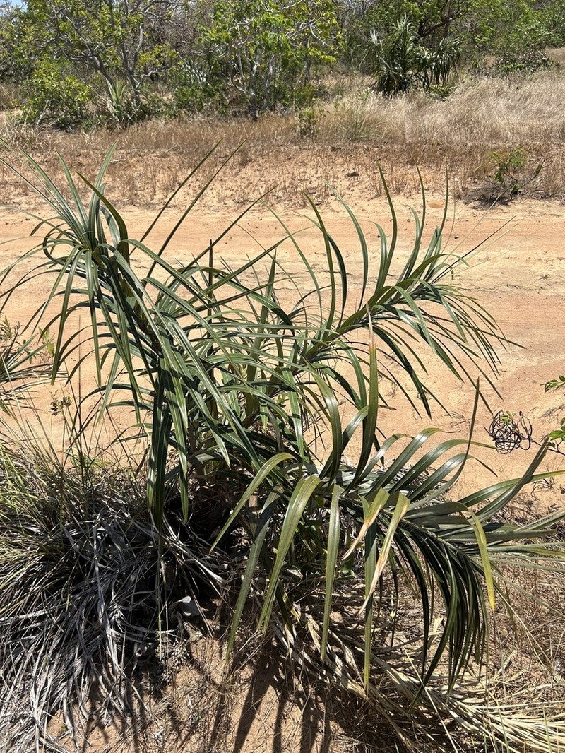 Astrocaryum echinatum photo 4