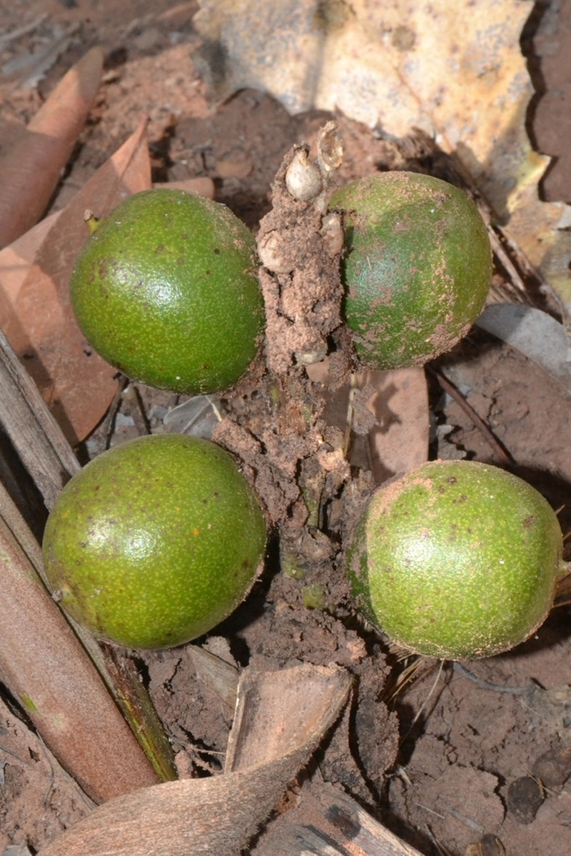 Astrocaryum echinatum photo 5