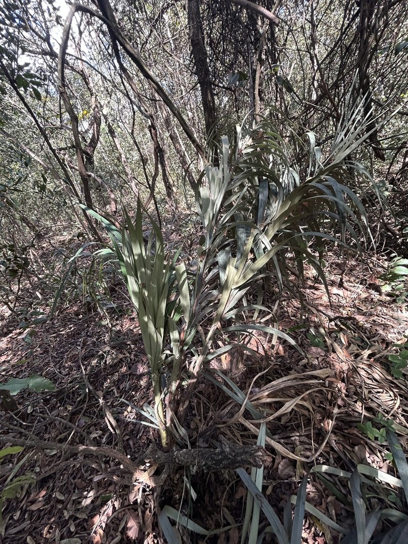 Astrocaryum echinatum photo 6