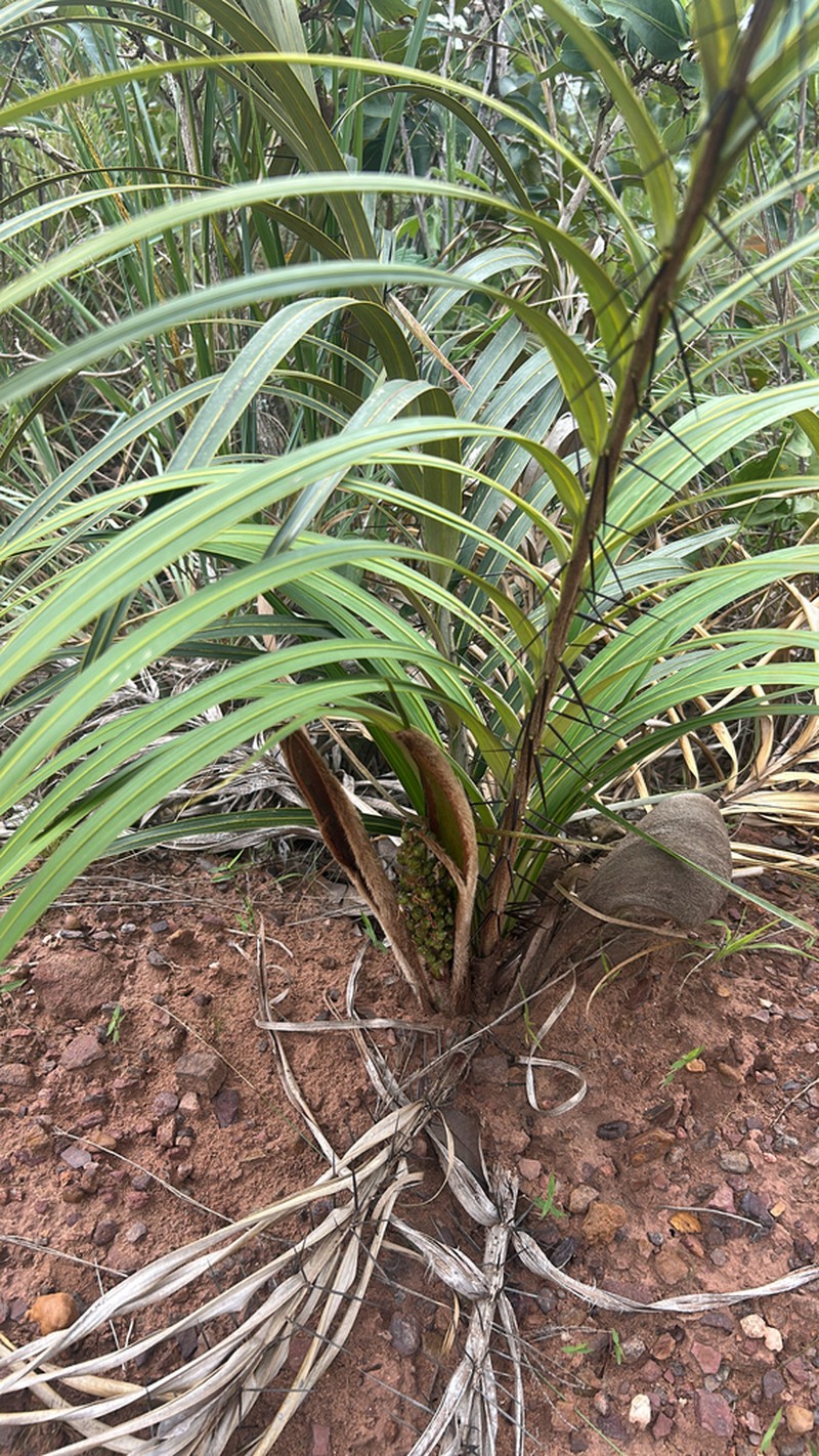Astrocaryum echinatum photo 7